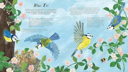 Nosy Crow National Trust: Birds of a Feather: Press out and learn about 10 beautiful birds - 2
