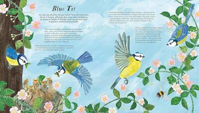 Nosy Crow National Trust: Birds of a Feather: Press out and learn about 10 beautiful birds - 2