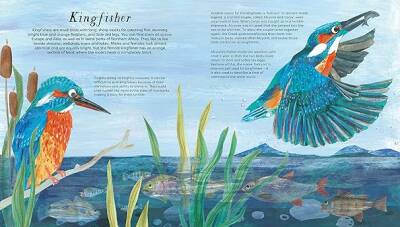 Nosy Crow National Trust: Birds of a Feather: Press out and learn about 10 beautiful birds - 5