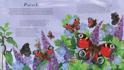 Nosy Crow National Trust: Butterfly Skies - 5
