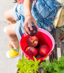 Quut Bucki Elekli Kova Cherry - Banana Pink 173052 - 5