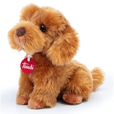 Toy Poodle Oliver Pelus Tud22333 - 1