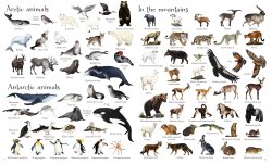 Usborne - 1000 Animals - 4