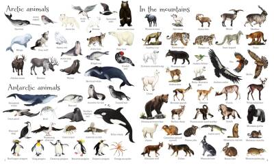 Usborne - 1000 Animals - 4