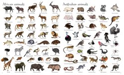 Usborne - 1000 Animals - 3