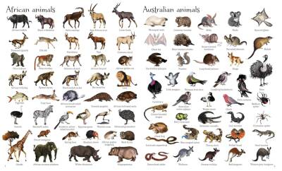 Usborne - 1000 Animals - 3