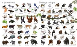 Usborne - 1000 Animals - 2