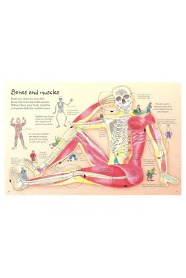 Usborne See Inside Your Body Hb - 3