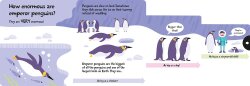 Imagine That How Wide Is A Whale - Board Book - 8