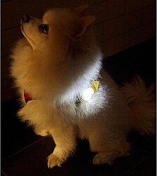 Kikkerland Pet-Aydınlatmalı Tasma Isımlıgı Dıg34-Eu - 3