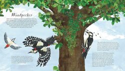 Nosy Crow National Trust: Birds of a Feather: Press out and learn about 10 beautiful birds - 4